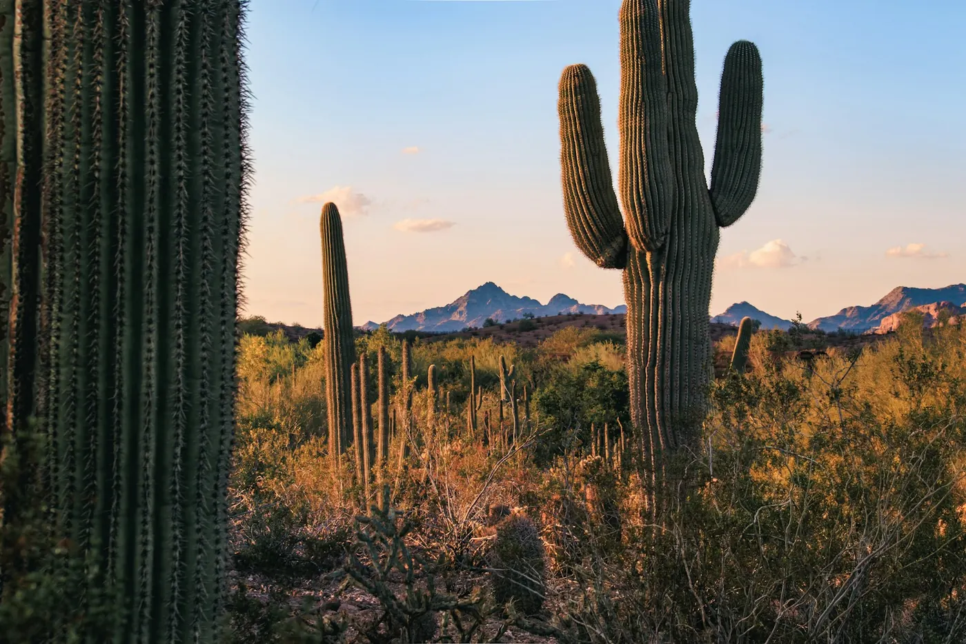 Saguaro cacti in the Arizona desert